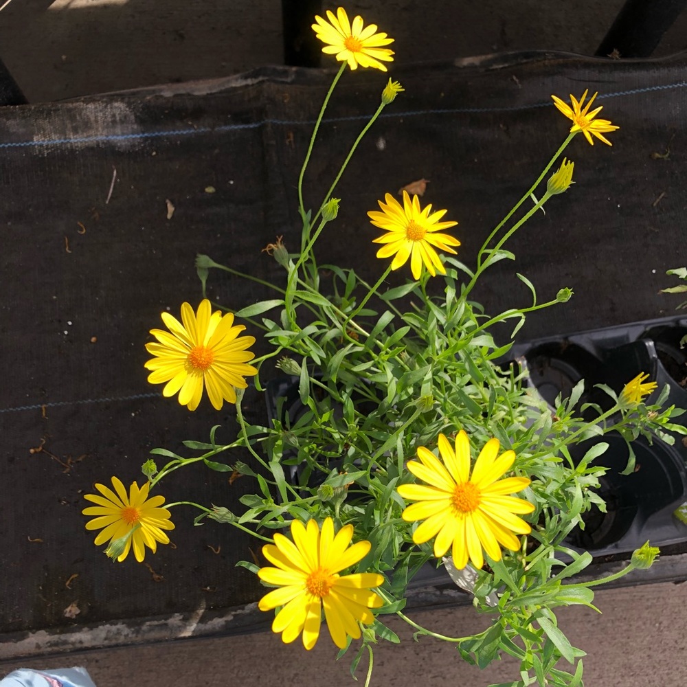 Meet your Posher, Jada